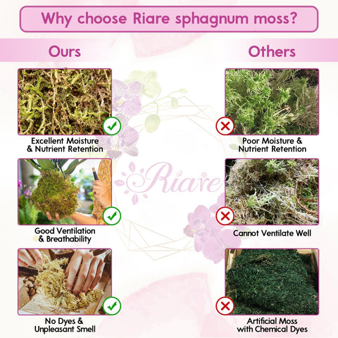 Riare moss terrarium use as substrate and incubation medium