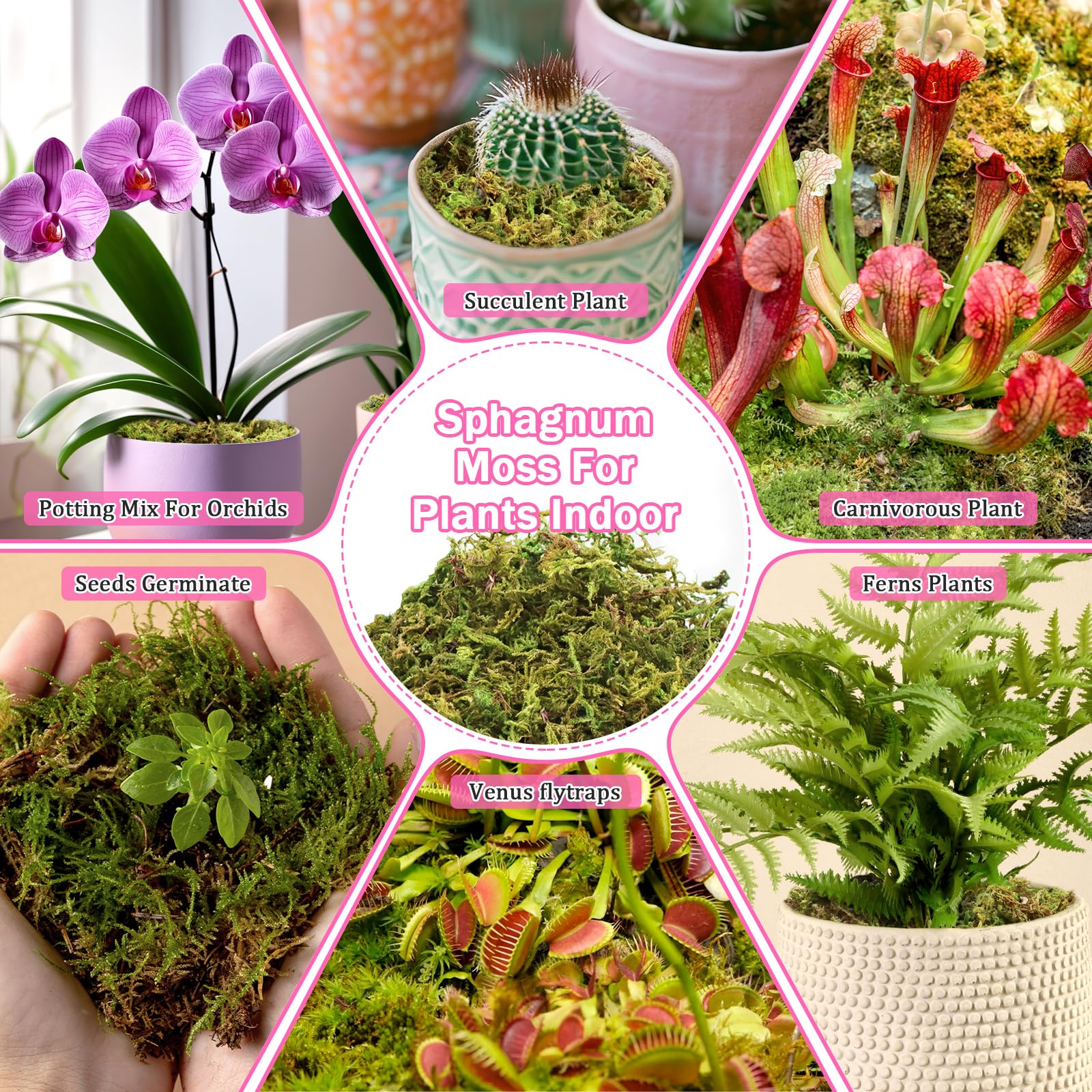 Riare natural moss suits reptile habitats with good moisture absorption