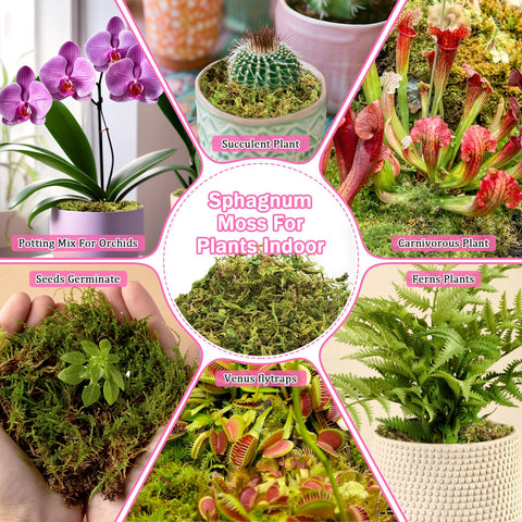 Riare natural moss suits reptile habitats with good moisture absorption