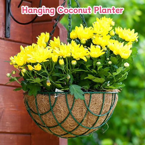Riare nature-friendly liner supports healthy plants in homes and cafes.