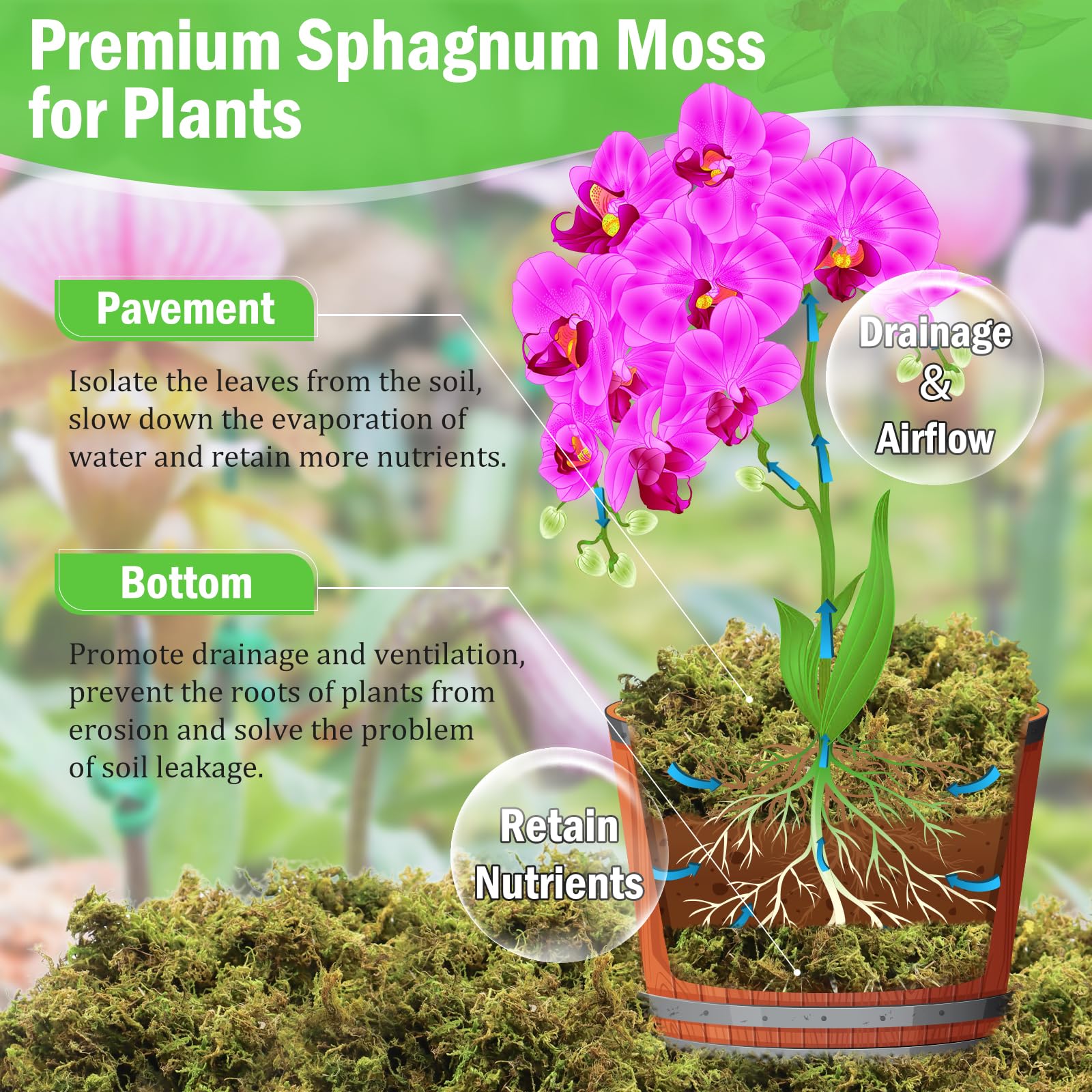 Riare orchid moss in use, providing fluffy texture for healthy root airflow.
