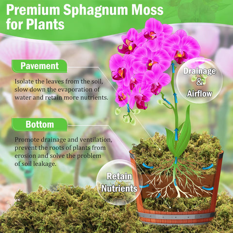 Riare orchid moss in use, providing fluffy texture for healthy root airflow.