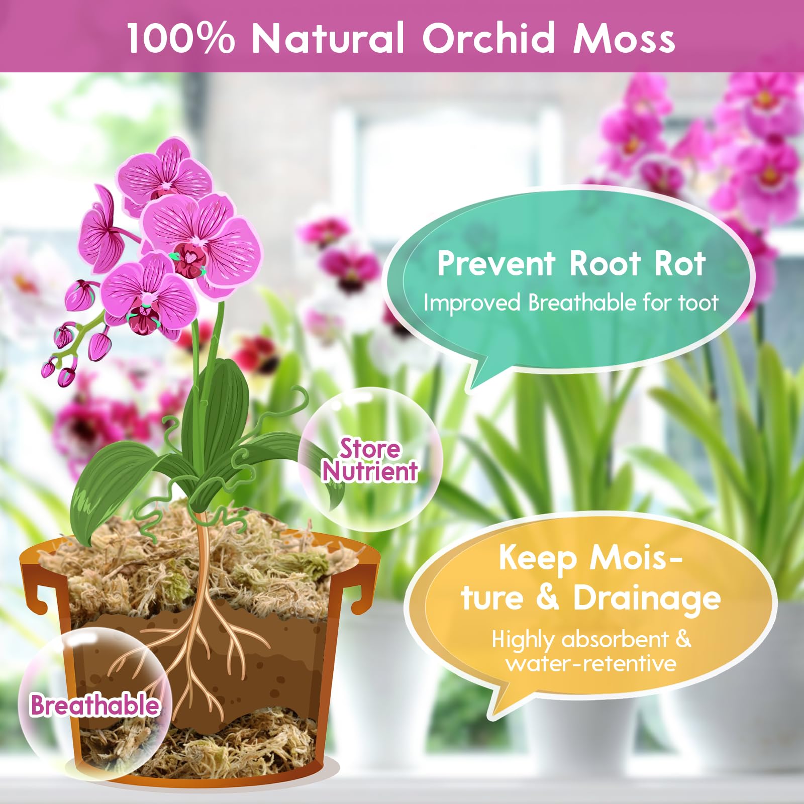 Riare orchid moss ideal for Phalaenopsis repotting and moisture retention