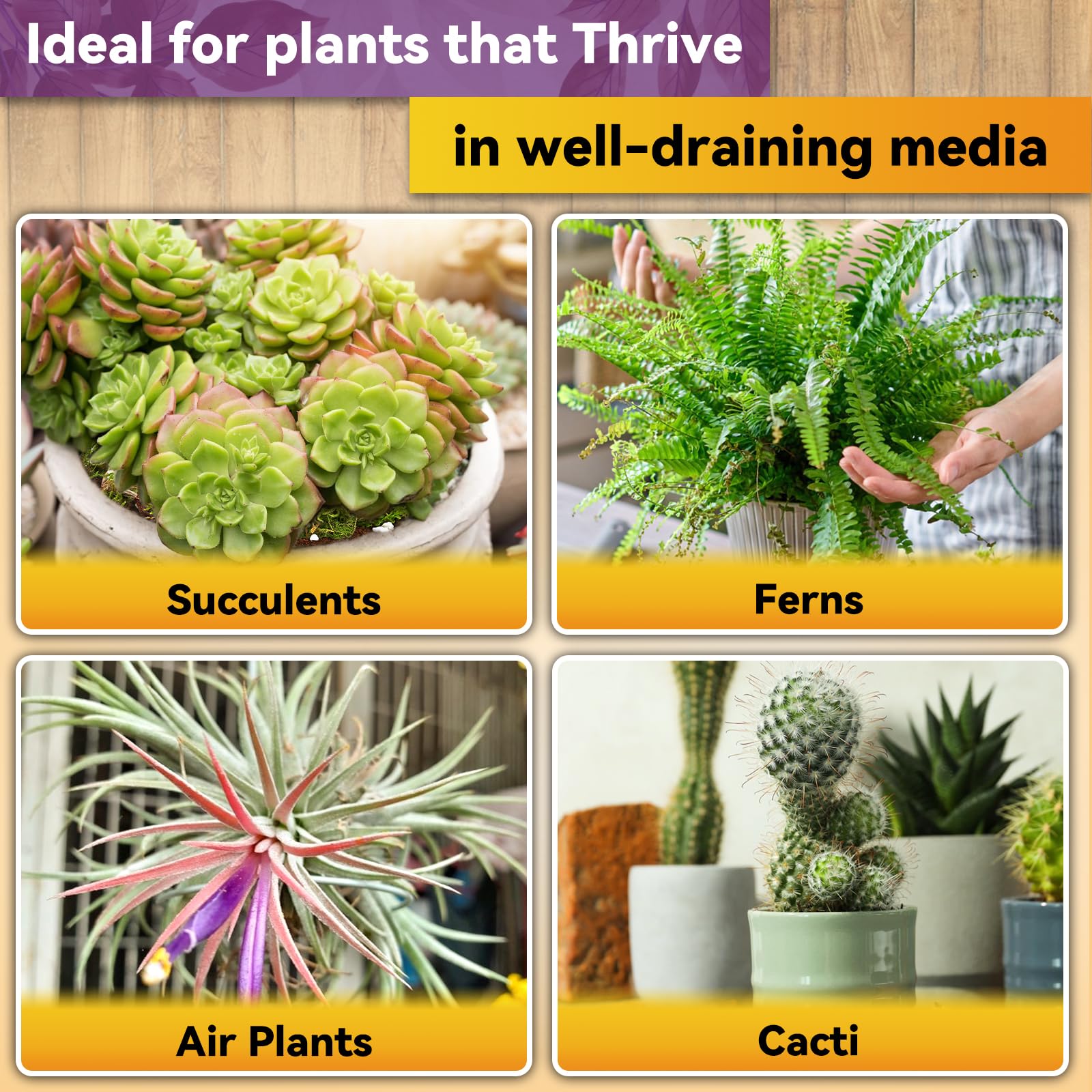 Riare orchid potting mix in indoor garden setup supports healthy roots