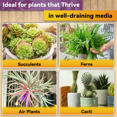 Riare orchid potting mix in indoor garden setup supports healthy roots