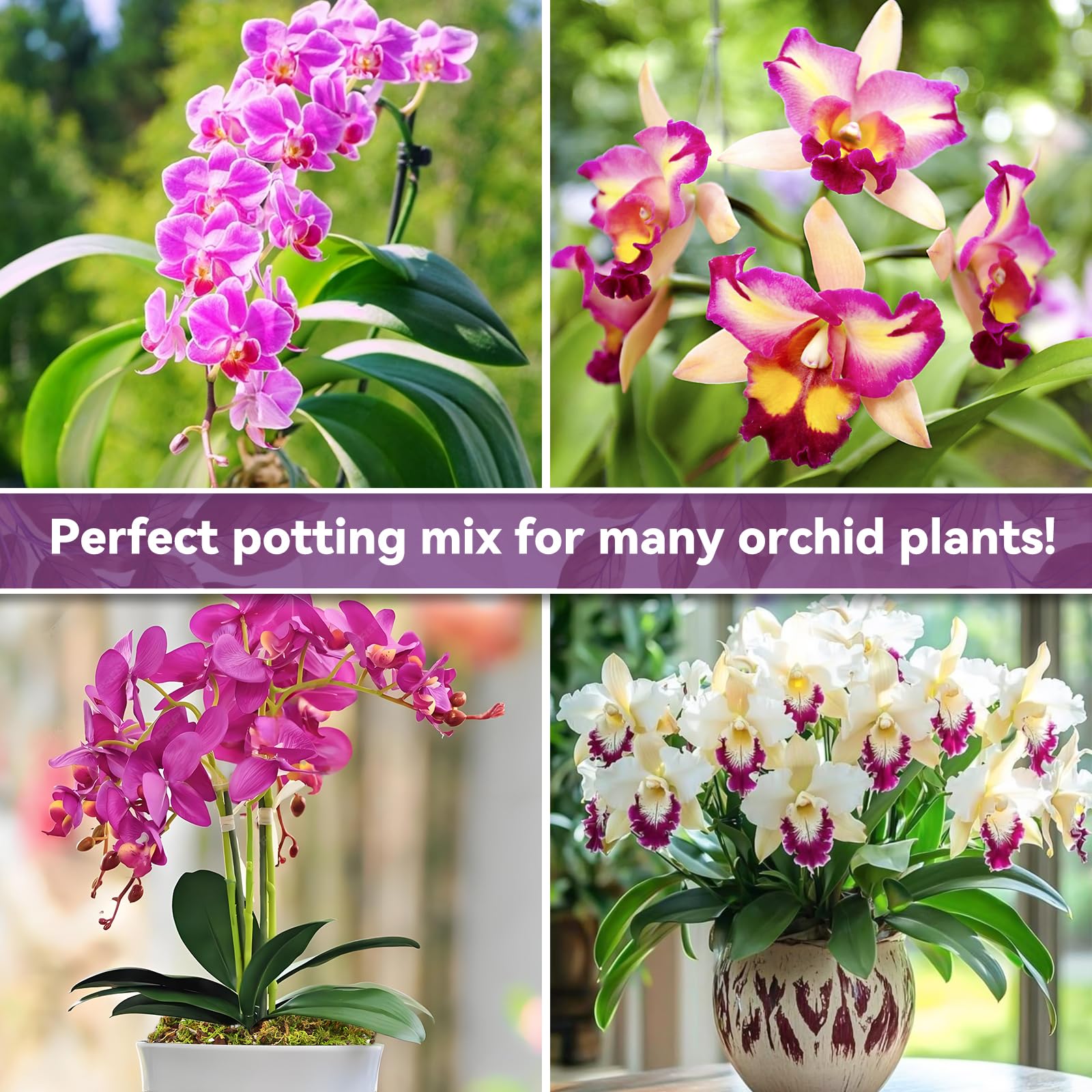 Riare orchid potting mix texture closeup shows airy medium