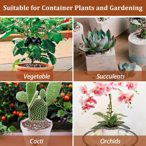 Riare perlite with cacti and succulents supports proper watering.