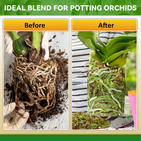 Riare perlite visuals show drainage-enhanced orchid care benefits.