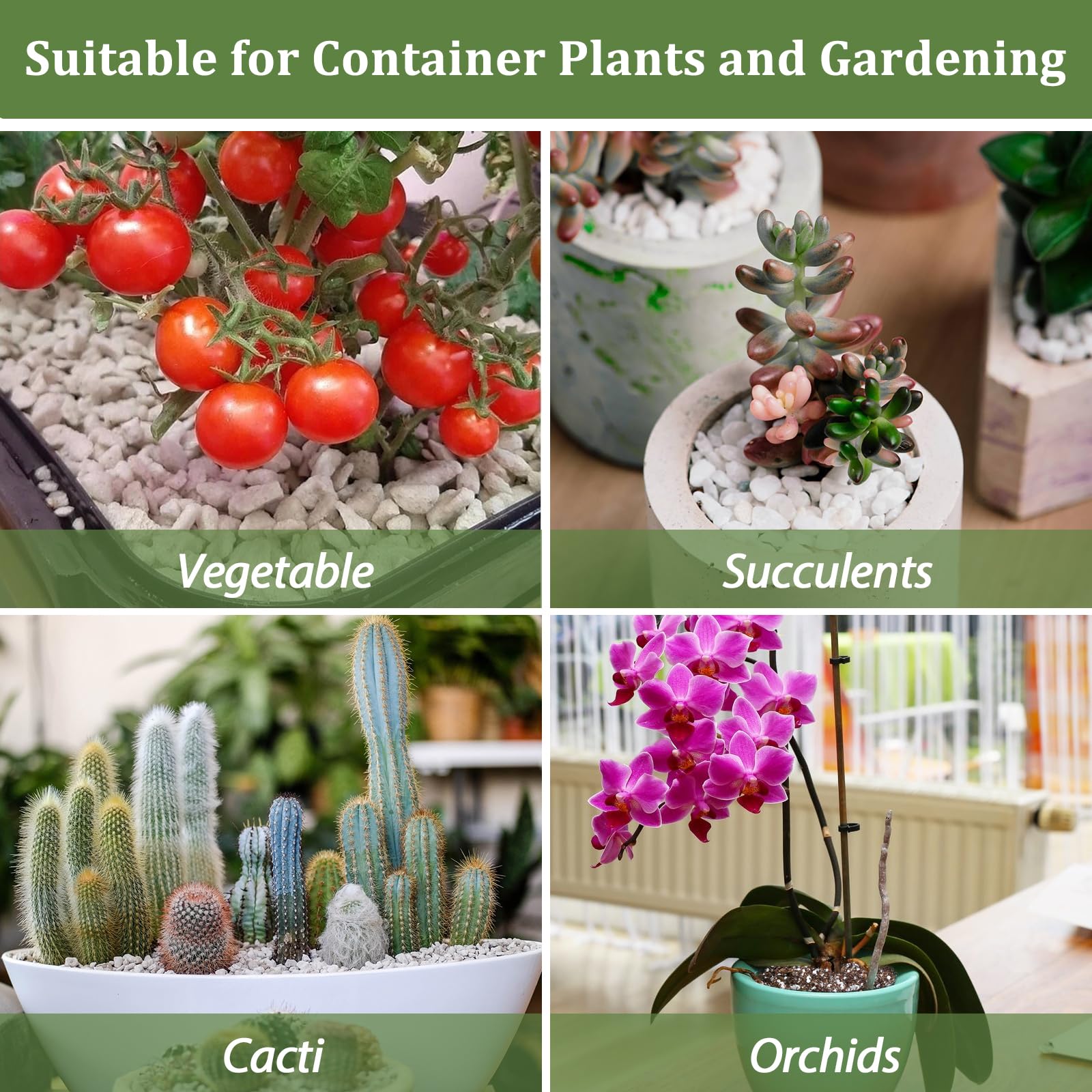 Riare perlite supports robust root establishment in seedling propagation.