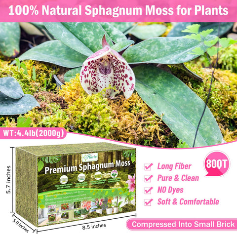 Riare sphagnum moss expands to a soft fluffy texture suitable for orchids repotting