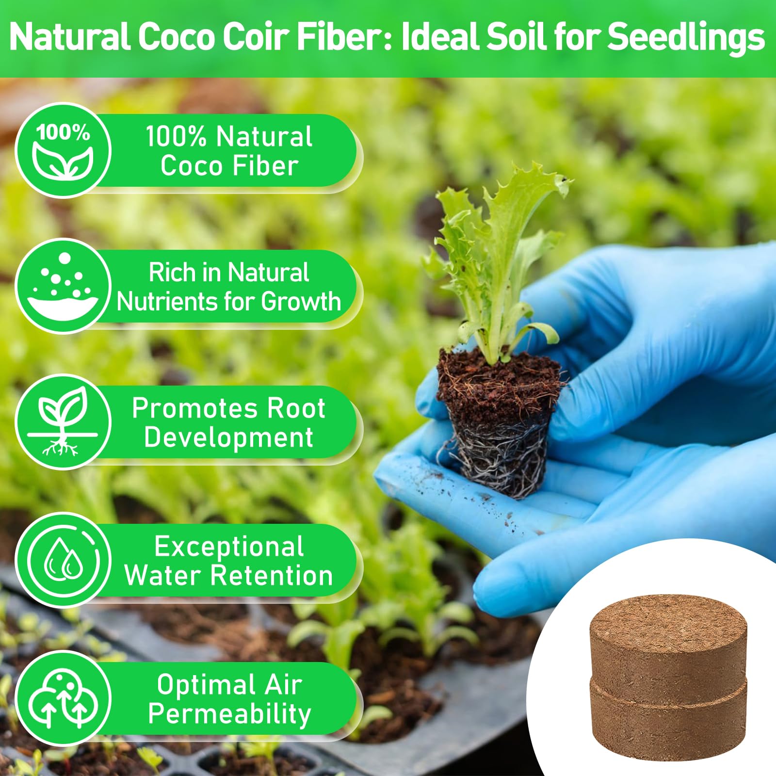 Riare seed starting tray with pellets promotes even germination.