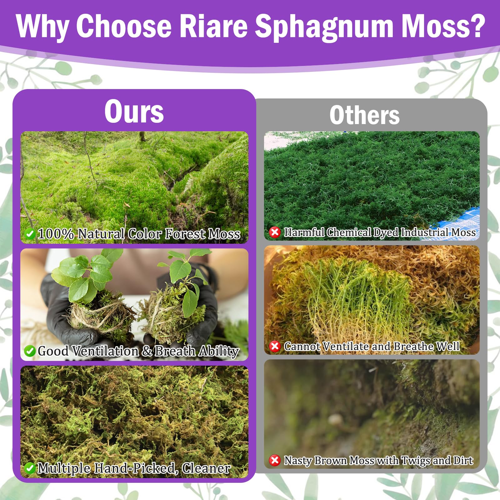 Riare moss for succulents provides natural decor and moisture retention