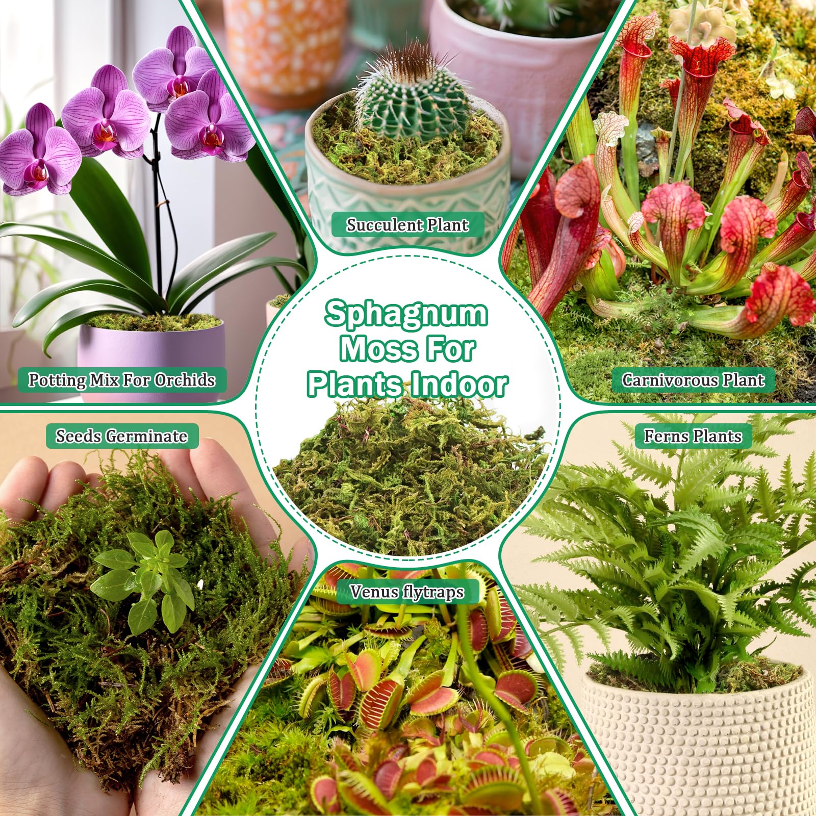 Riare sphagnum moss for crafts adds natural green texture.
