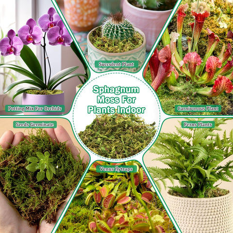 Riare sphagnum moss for crafts adds natural green texture.