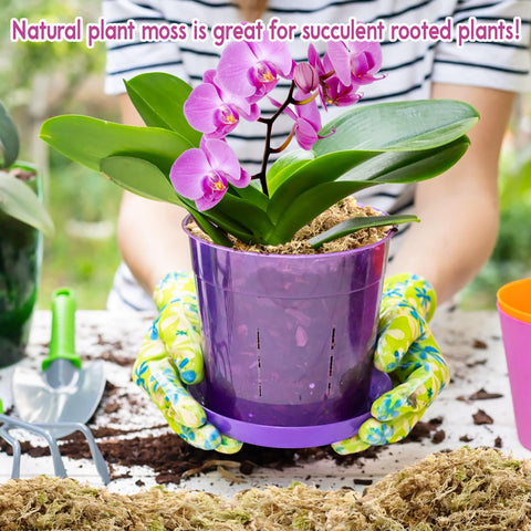 Riare moss for crafts and decor elevates projects with natural texture.