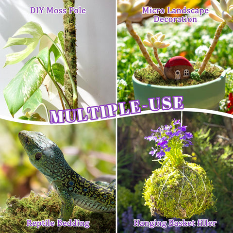 Riare moss helps keep aquarium boxes and pet habitats moist