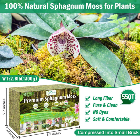 Riare expanded moss after soak, supporting airy roots and drainage.