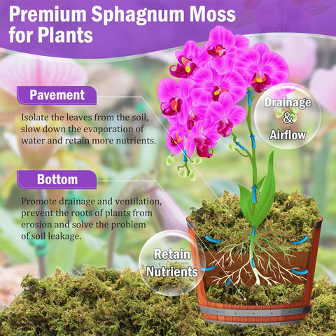 Riare orchid-friendly moss ideal for repotting and moisture balance