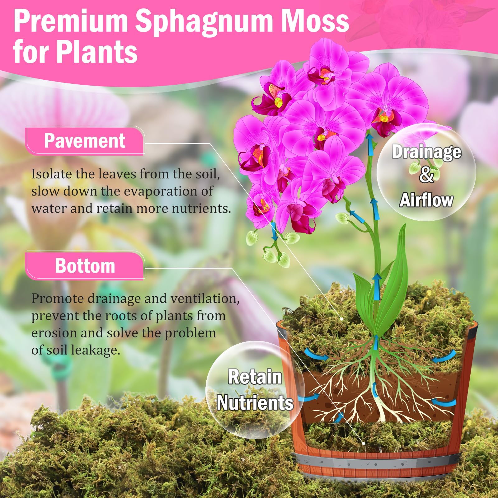 Riare moss provides drainage and root protection during orchid repotting