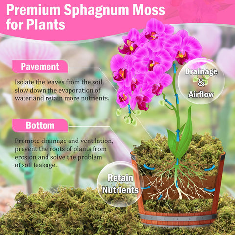 Riare moss provides drainage and root protection during orchid repotting