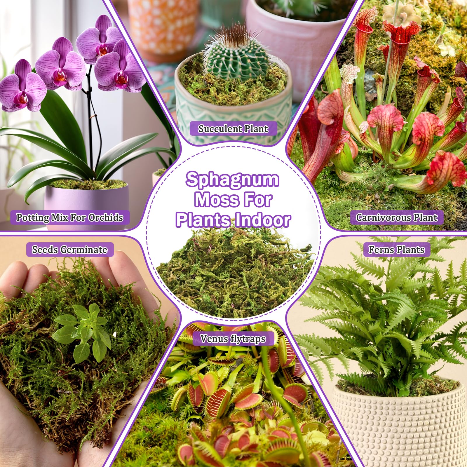 Riare moss for DIY crafts and terrarium decor enhances green aesthetics
