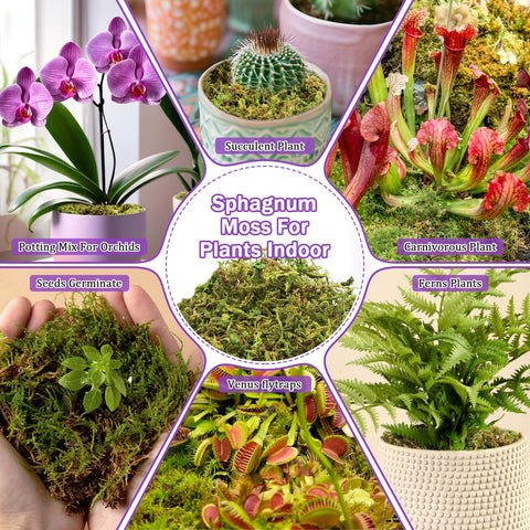 Riare moss for DIY crafts and terrarium decor enhances green aesthetics