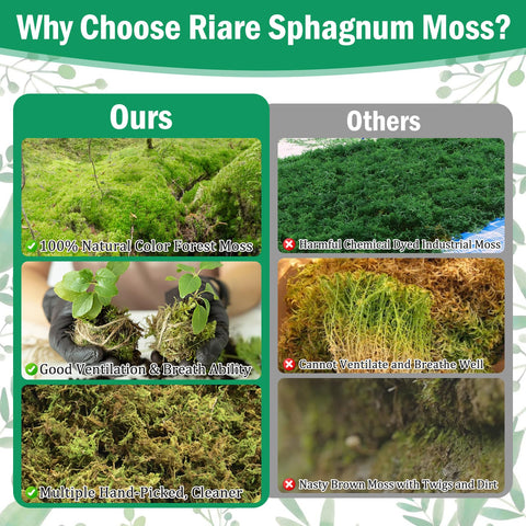 Riare orchid moss use-case in repotting provides gentle root support.