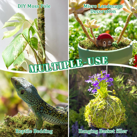 Riare moss as a reptile habitat substrate helps moisture absorption.