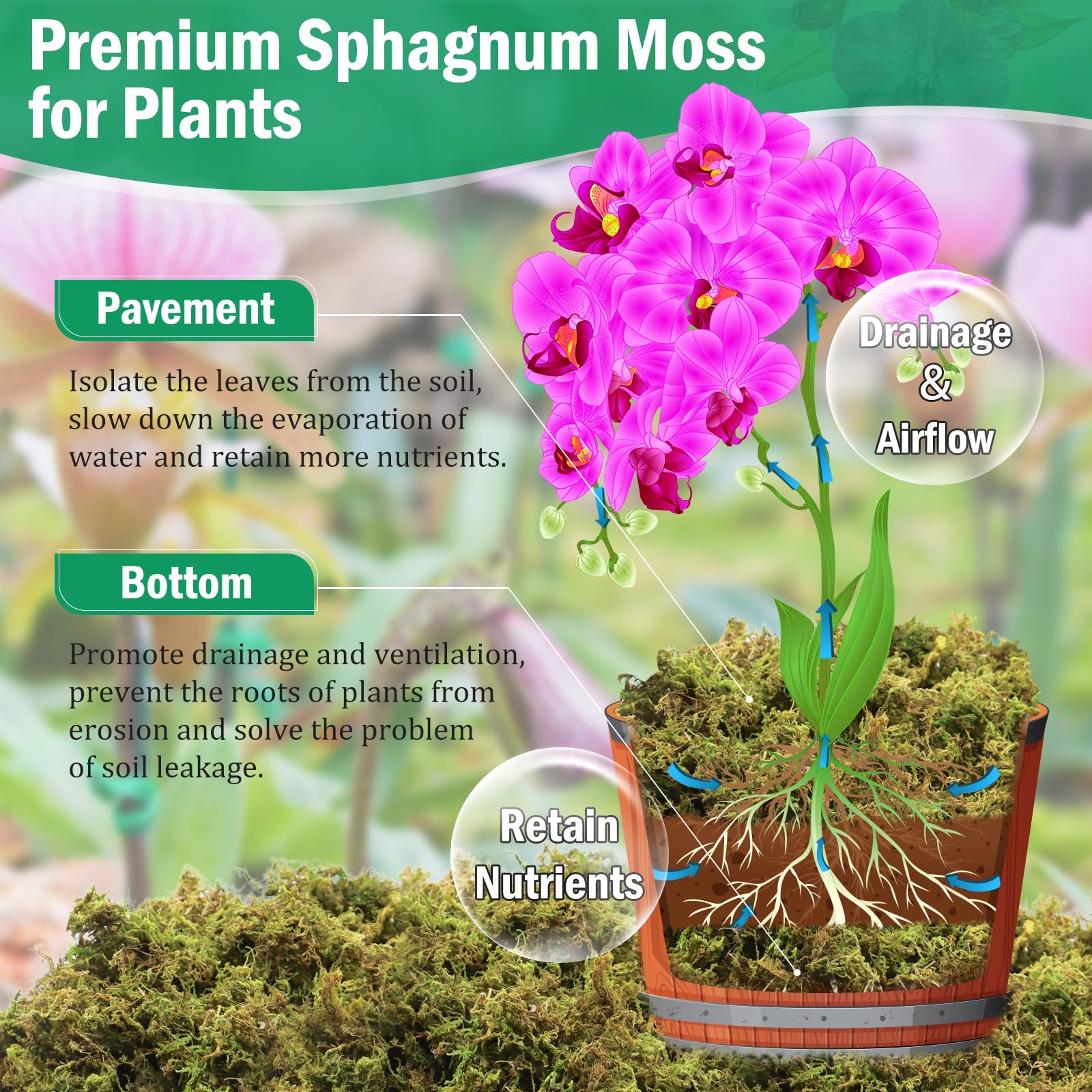 Riare soft fluffy moss post-hydration, perfect for terrariums and decor.