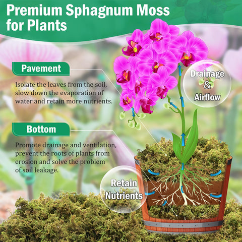 Riare soft fluffy moss post-hydration, perfect for terrariums and decor.