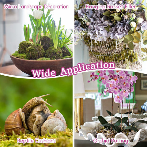 Riare sphagnum moss for terrariums creates humidity and natural bedding.