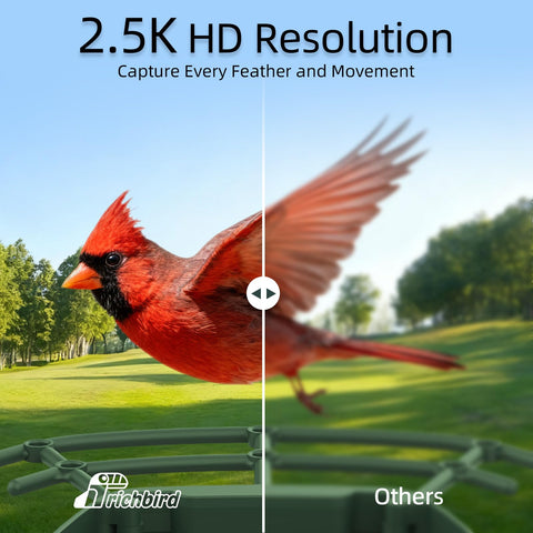 RichBird 2.5K HD live video feed to your phone for viewing birds.