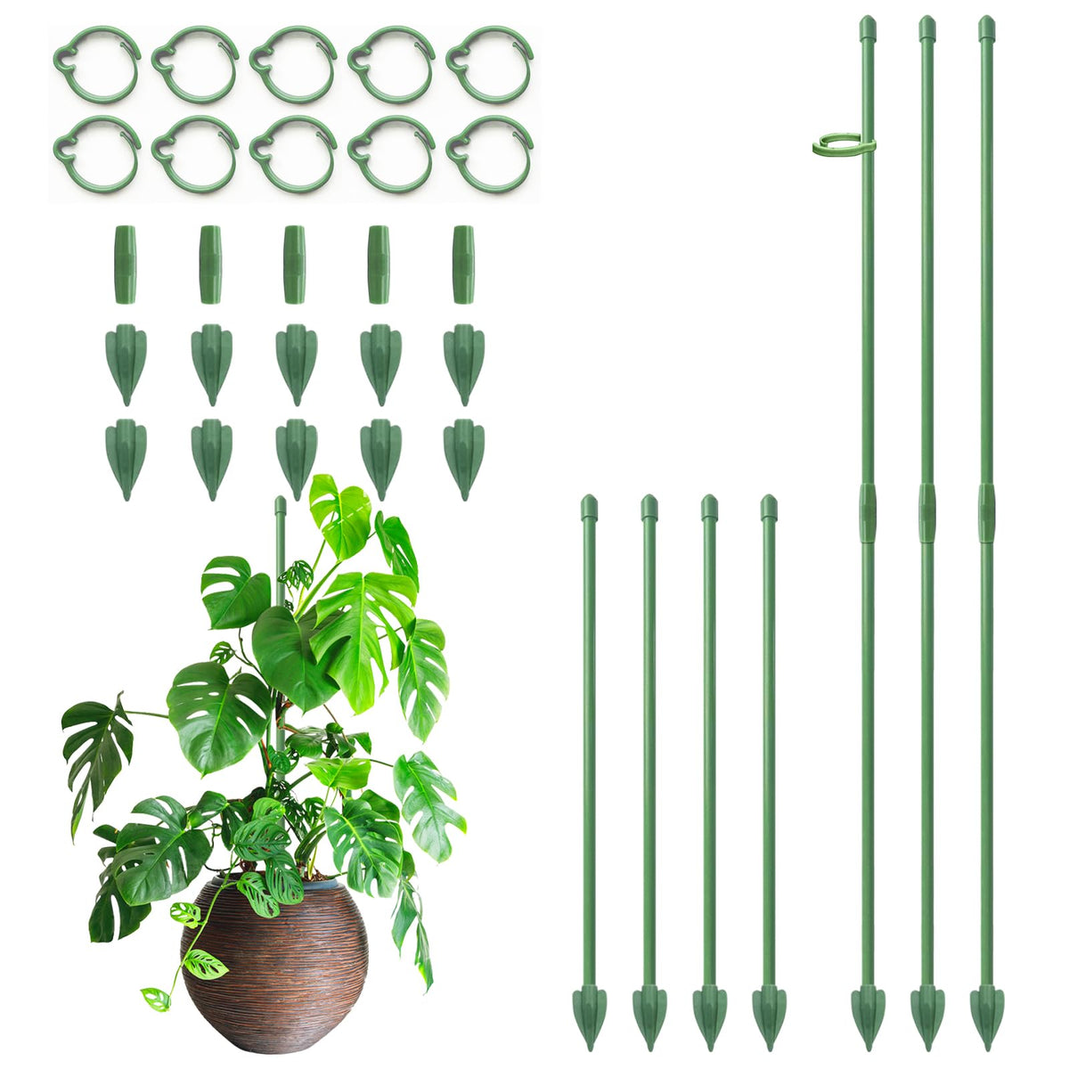 RIFNY 14-inch adjustable plant stakes set up for growing support