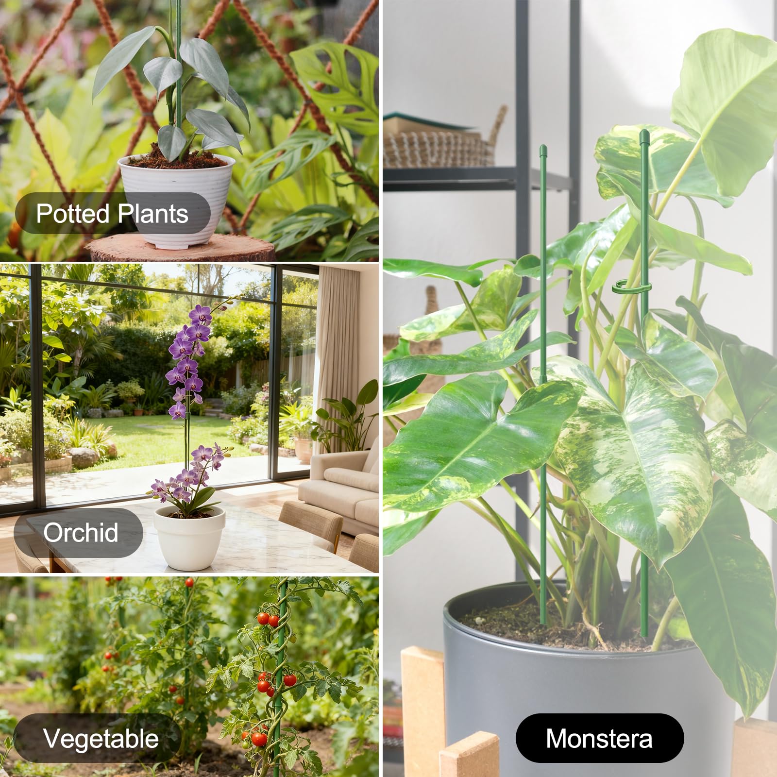 RIFNY support system for tomato, monstera, orchid and more