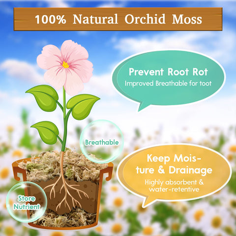 Riare sphagnum moss supports orchids with strong moisture retention and gentle roots.