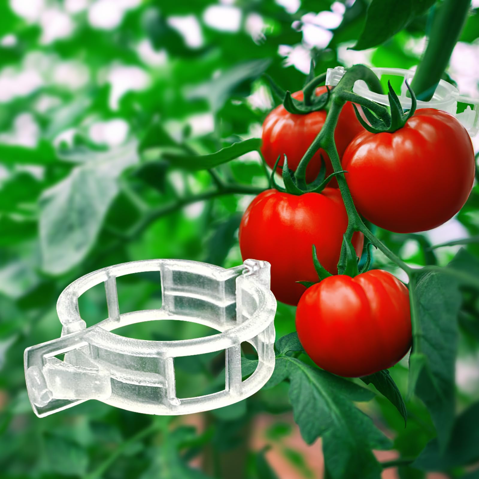 Rinteria Tomato Clips for climbing plants provide sturdy vine support indoors and outdoors.