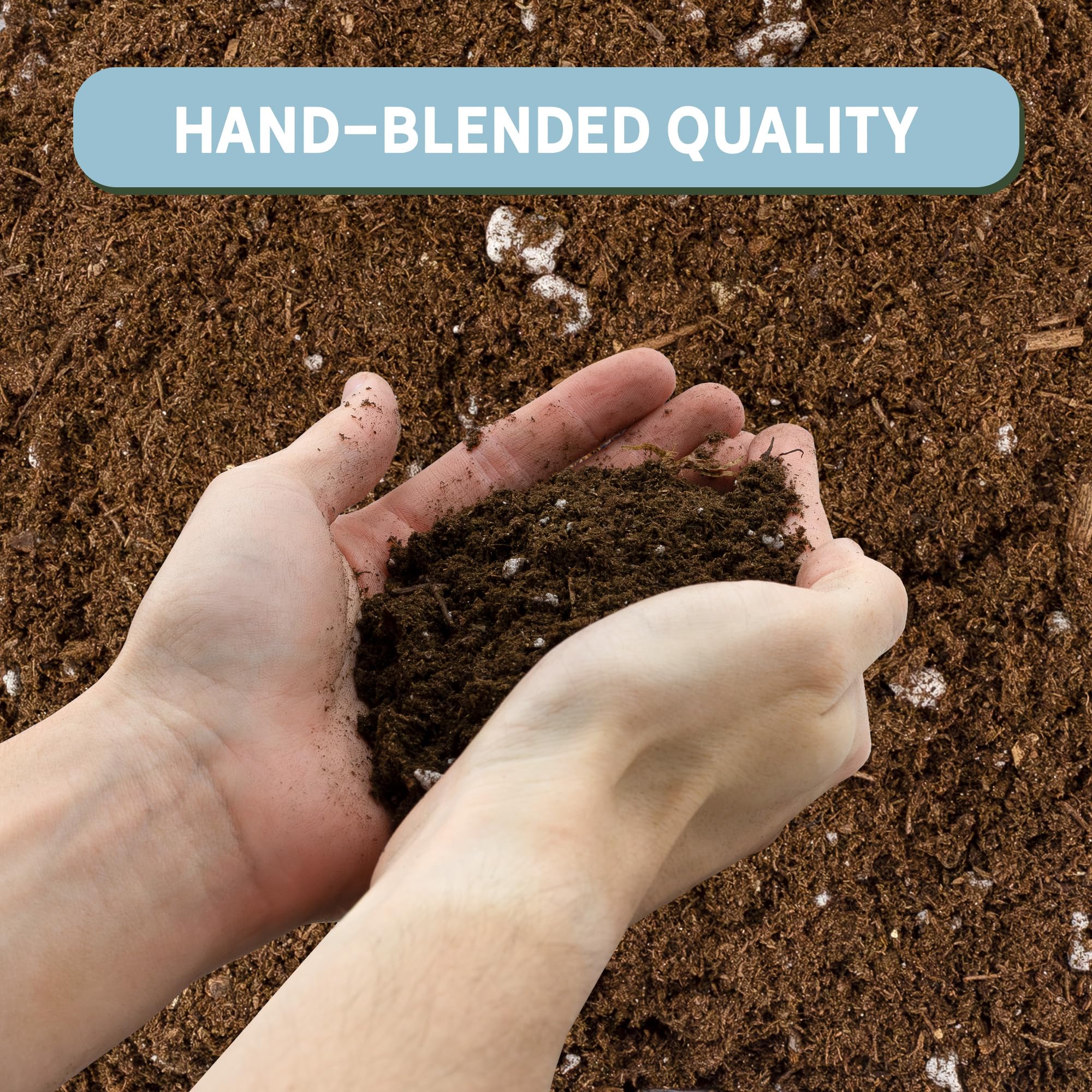 Rio Hamza Trading Cuttings in Propagation Mix demonstrates easy root initiation and moisture balance.