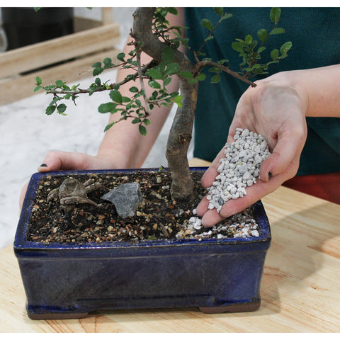 Rio Hamza Trading potted bonsai soil mix using pumice boosts drainage and lightness.