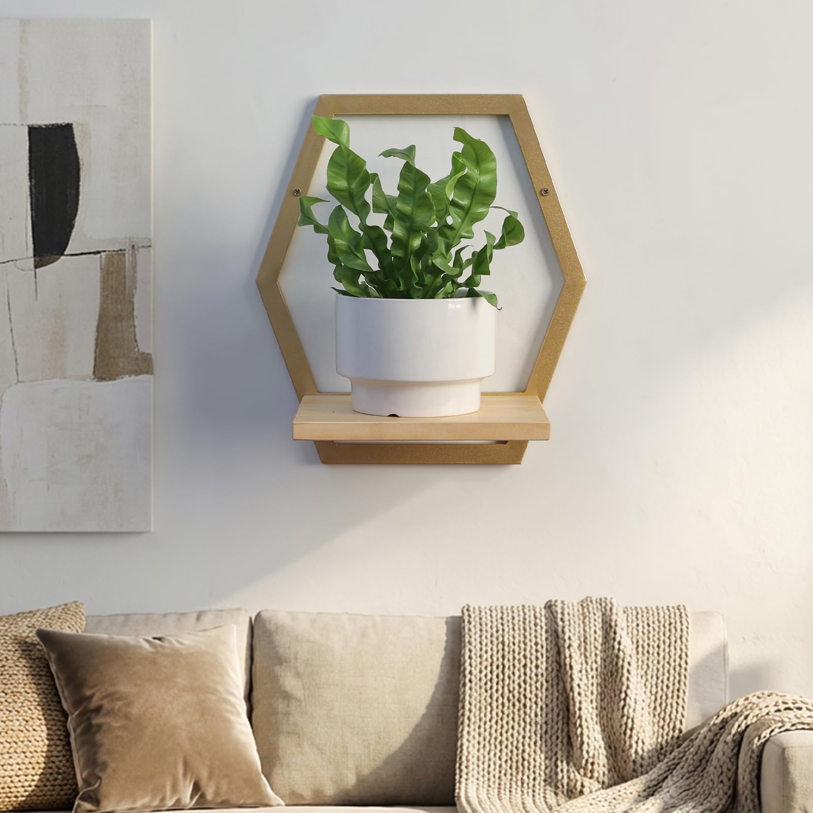 Rioneta succulent display on shelf highlights compact greenery