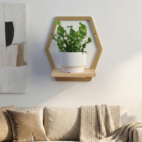 Rioneta succulent display on shelf highlights compact greenery