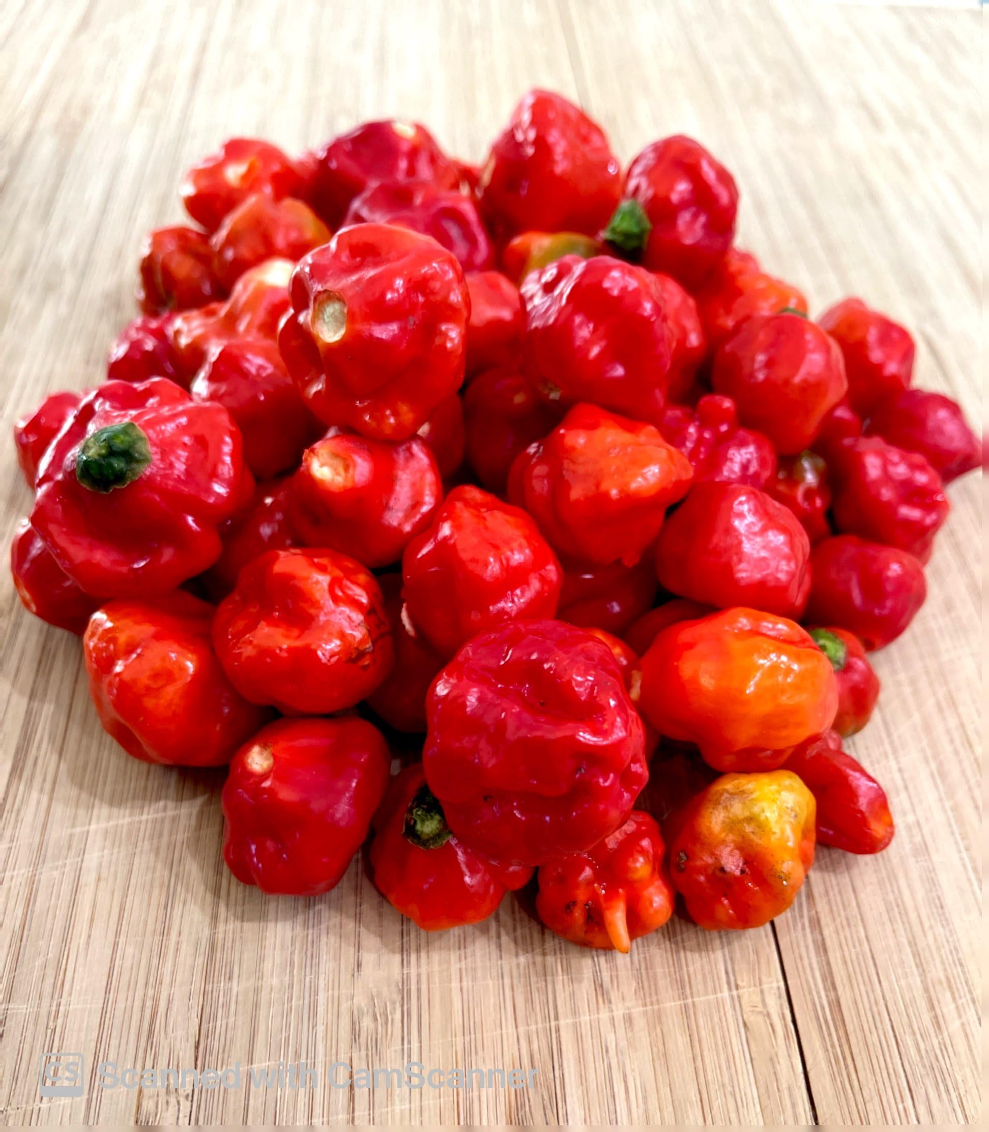 Ripe red Aji Gustoso peppers ready to spice up dishes.