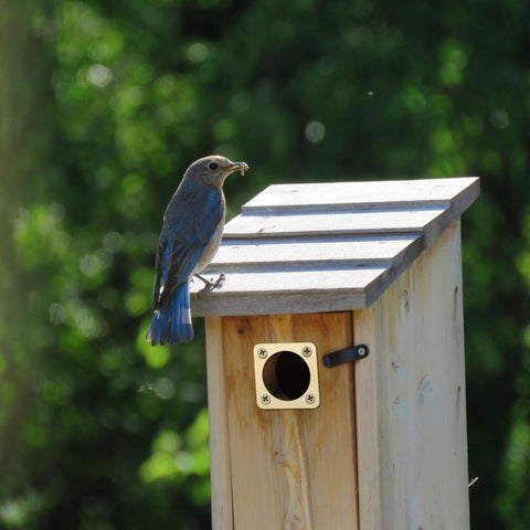 Ripeng easy-install guard improves nesting site protection