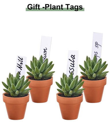 Riseuvo indoor outdoor plant pot for versatile home gardening