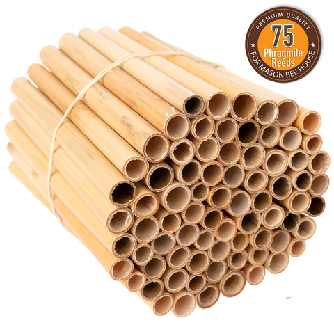 Rivajam 75 Phragmite tubes ideal for garden starter kits and education