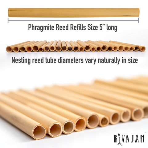 Rivajam 75 Phragmite Reed tubes with varied sizes attract multiple solitary bee species