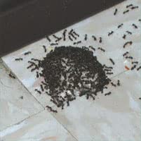 Intice Gelanimo gel close-up illustrating the high-moisture bait ants feed on.