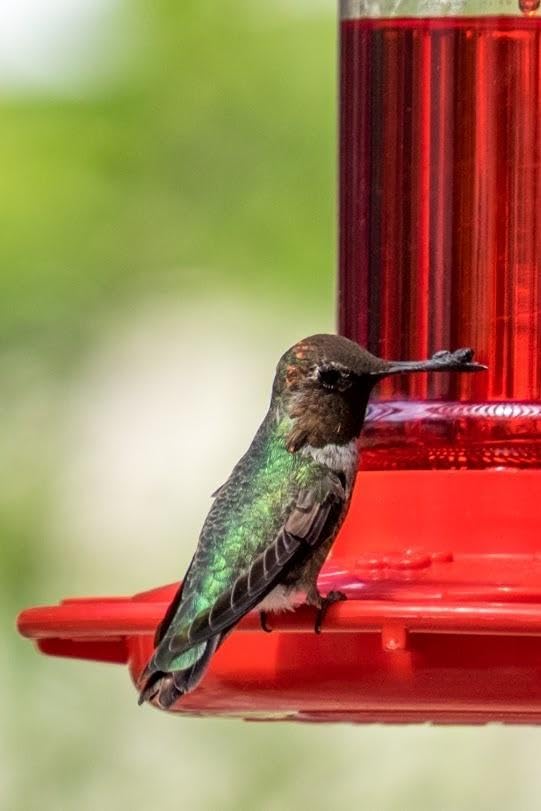 Rocky Mountain Goods bright red hummingbird feeder color attracts birds