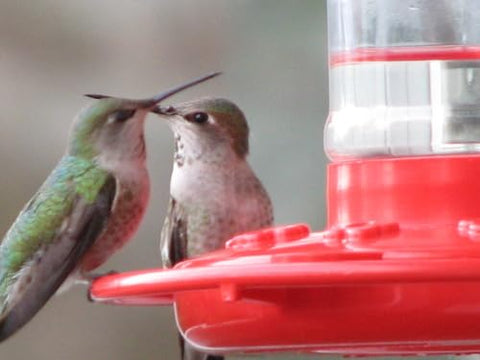 Rocky Mountain Goods feeder placed on a garden patio for birds