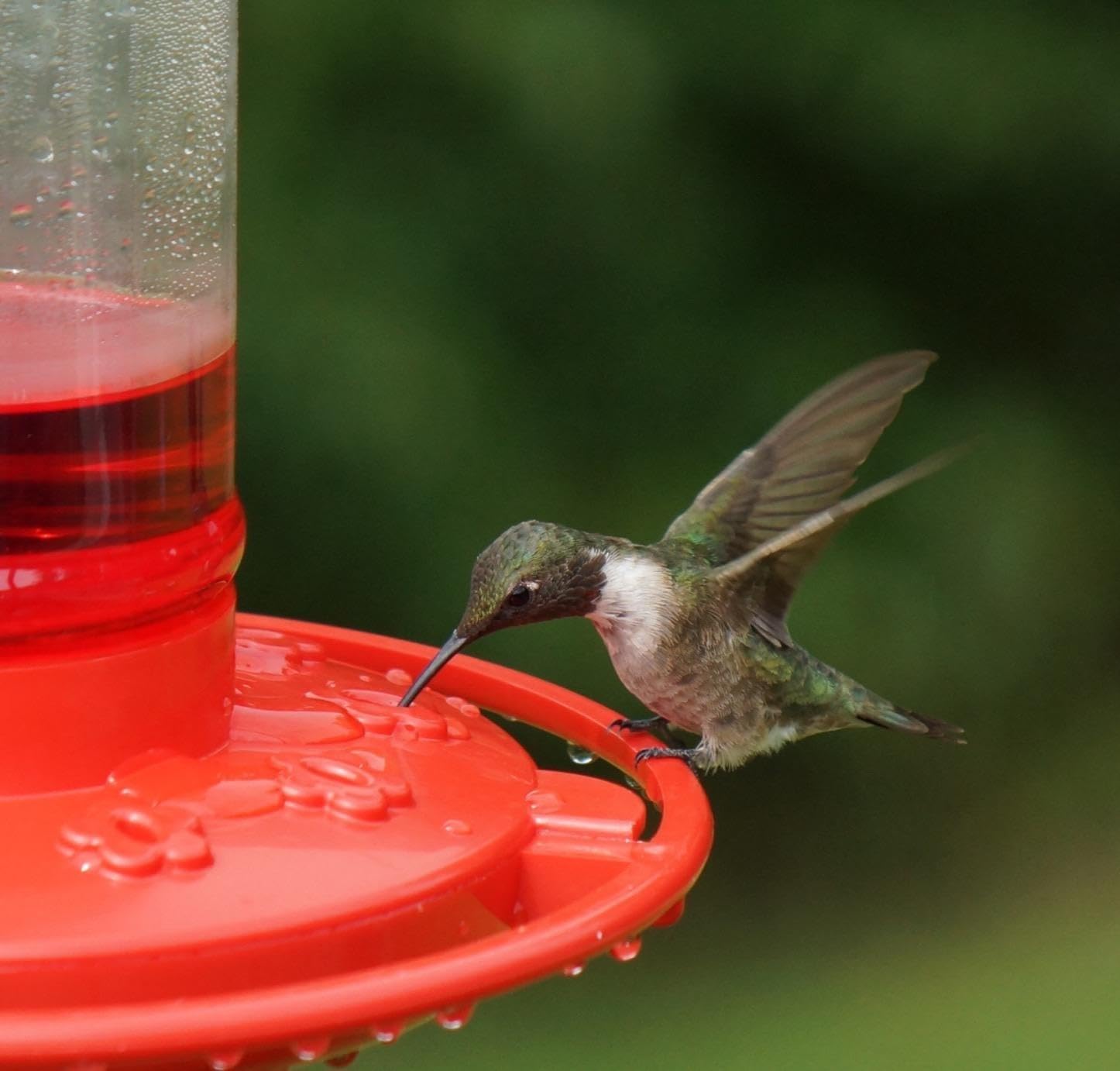 Rocky Mountain Goods hummingbird feeder hanging with S-hook for versatile placement