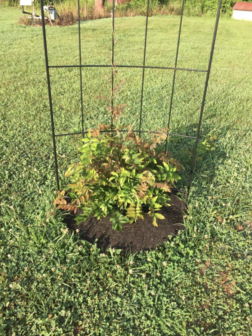 Rocky Mountain Goods mulch ring installs without landscape staples for easy setup.
